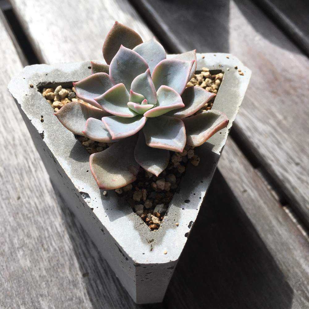 ジェニファー成長記｜🍀GreenSnap（グリーンスナップ）