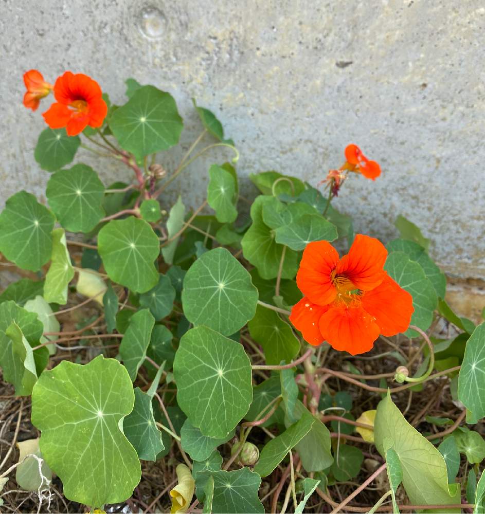 ナスタチウム 金蓮花 の投稿画像 By 泉さん 山野草と野草と沖縄 月2月日 Greensnap グリーンスナップ