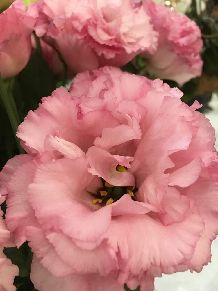 八重トルコききょうの投稿画像 By ひみこさん トルコキキョウ と花のある暮らしとお花のある生活とトルコキキョウ八重 月2月日 Greensnap グリーンスナップ
