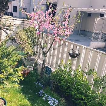 桃の木 日川白鳳 の投稿画像一覧 Greensnap グリーンスナップ