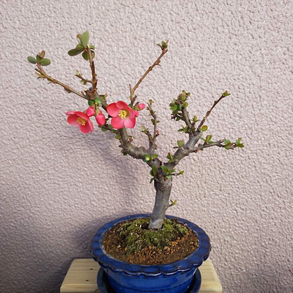 長寿梅の投稿画像 By さくやさん 木瓜 ボケ とボケと盆栽とミニ盆栽とベランダガーデニング 月2月日 Greensnap グリーンスナップ