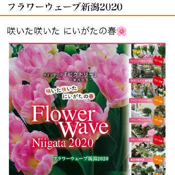 フラワーウェーブ新潟の投稿画像一覧 Greensnap グリーンスナップ