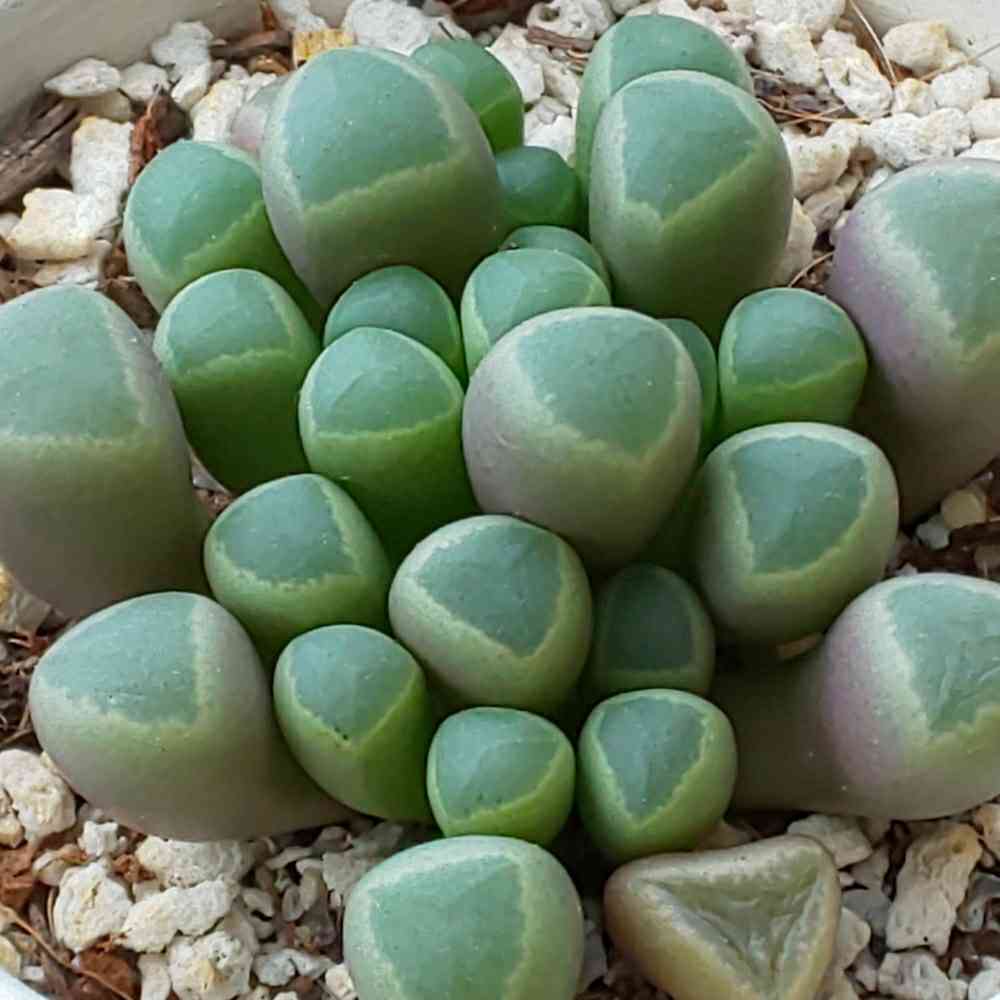 超稀少！　高級品種　インドネシア多肉　ゴールドプリンス錦　繁殖木　抜き苗　速達付 超稀少！ 高級品種 インドネシア多肉 ゴールドプリンス錦 繁殖木