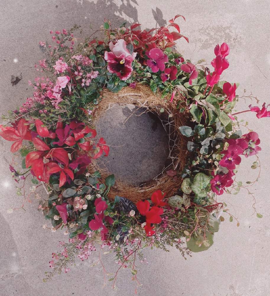 ビオラの投稿画像 By たんころさん ビオラ パンジーと寄せ植えと花壇と冬の花とハンギングとリースとガーデニングと花のある暮らし 月2月日 Greensnap グリーンスナップ