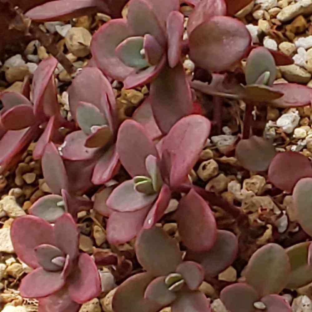 ❀257 ファイヤークラッカーの生長記録 2022.05.23更新｜🍀GreenSnap