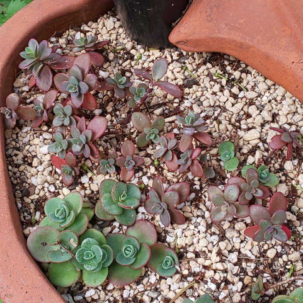 ❀257 ファイヤークラッカーの生長記録 2022.05.23更新｜🍀GreenSnap