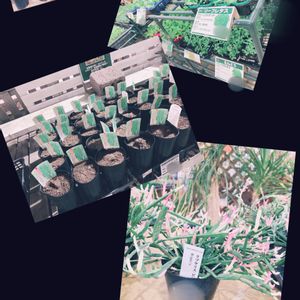 アスパラガス,葉物野菜,リプサリス ピンクサリー,リプサリス属,ホームセンターの画像