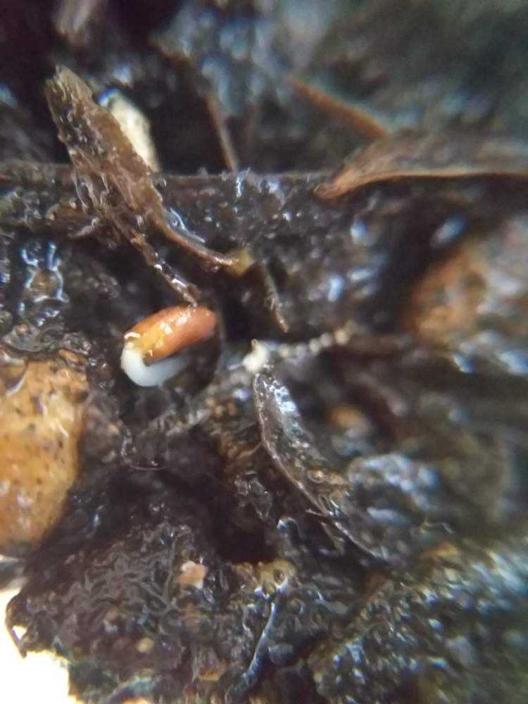 種まきno7 ピンクのラベンダー 21 3 27更新 Greensnap グリーンスナップ