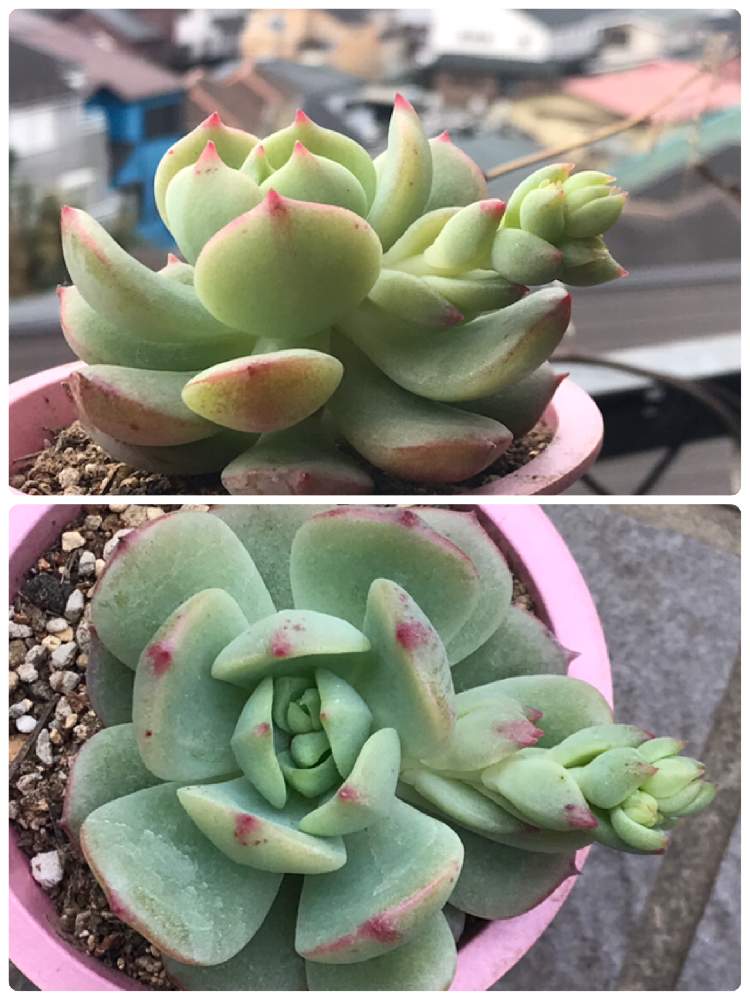 キルヒネアの投稿画像 By Chamiさん エケベリア属と花芽と花のある暮らし 月2月日 Greensnap グリーンスナップ