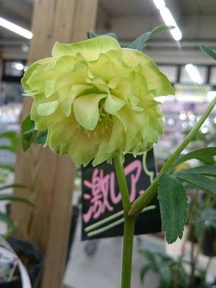 クリスマスローズ ピエラ ダブル開花株 種 Shouhizei Nashi 植物 観葉植物 Cpmalaysia Com