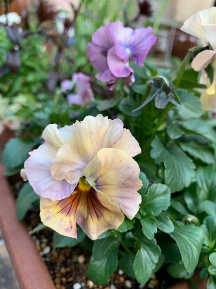 パンジー シエルブリエの投稿画像 By Cranberry さん 小さな庭とシエルブリエとビオラ パンジーと花日和と鉢植えと花のある暮らしと一年草と 花日和オリジナルとシエルブリエとビオラ パンジーと花日和と鉢植えと花のある暮らしと一年草と花日和オリジナル 月2月21