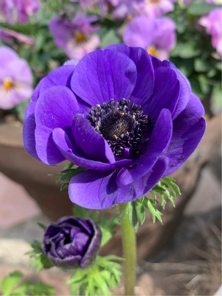 アネモネの投稿画像 By なつきackermann さん 春のお花と好きな色と庭の花と季節の花と今日の一枚と綺麗と可愛い と花のある暮らしとお花のある生活と紫の花 月2月21日 Greensnap グリーンスナップ