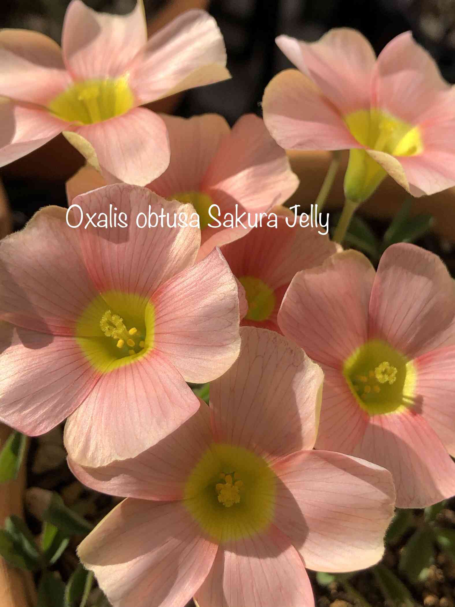 Oxalis obtusa Sakura Jellyの一覧｜🍀GreenSnap（グリーンスナップ）