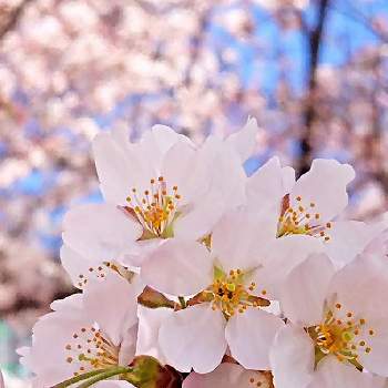 春先取り✌️の画像 by toshi17さん | お出かけ先とさくら サクラ 桜としあわせ色とvividとスマホ撮影とfrom過去ライブラリとかわいい♡とお写んぽとサクラ咲く♪と華やかと可憐と春先取り✌️とGS映えとピンクワールドと癒される♪と元気色と綺麗と鮮やか と今日の花と花のある暮らしと接写とそのへんloveと2020桜フォトコン