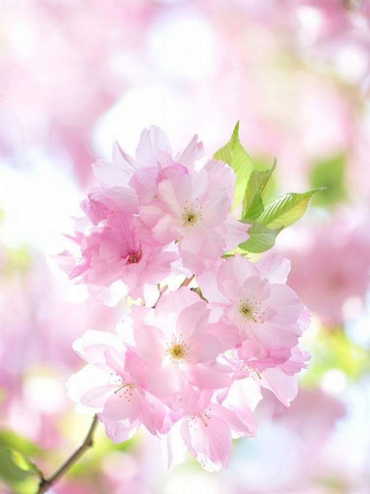 ピンクの花の投稿画像 By ふらわぁ さん 可愛い花と淡い色の花とさくら 桜 サクラと綺麗な花と花のある暮らしとピンクの花と可愛い花と淡い色の花とさくら 桜 サクラと綺麗な花と花のある暮らし 月2月21日 Greensnap グリーンスナップ Greensnap