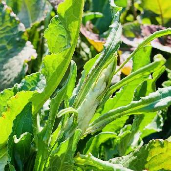 食べられる雑草シリーズの投稿画像一覧 Greensnap グリーンスナップ 食べられる雑草シリーズの投稿画像一覧 Greensnap グリーンスナップ