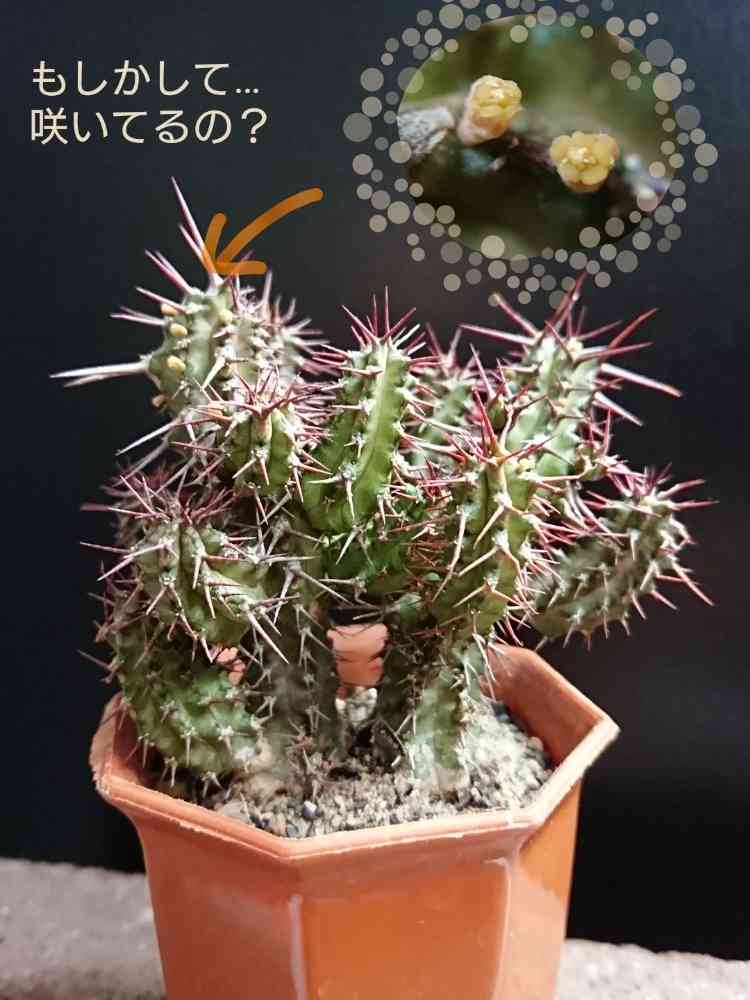 ユーフォルビア・ゴイサナの一覧｜🍀GreenSnap（グリーンスナップ）