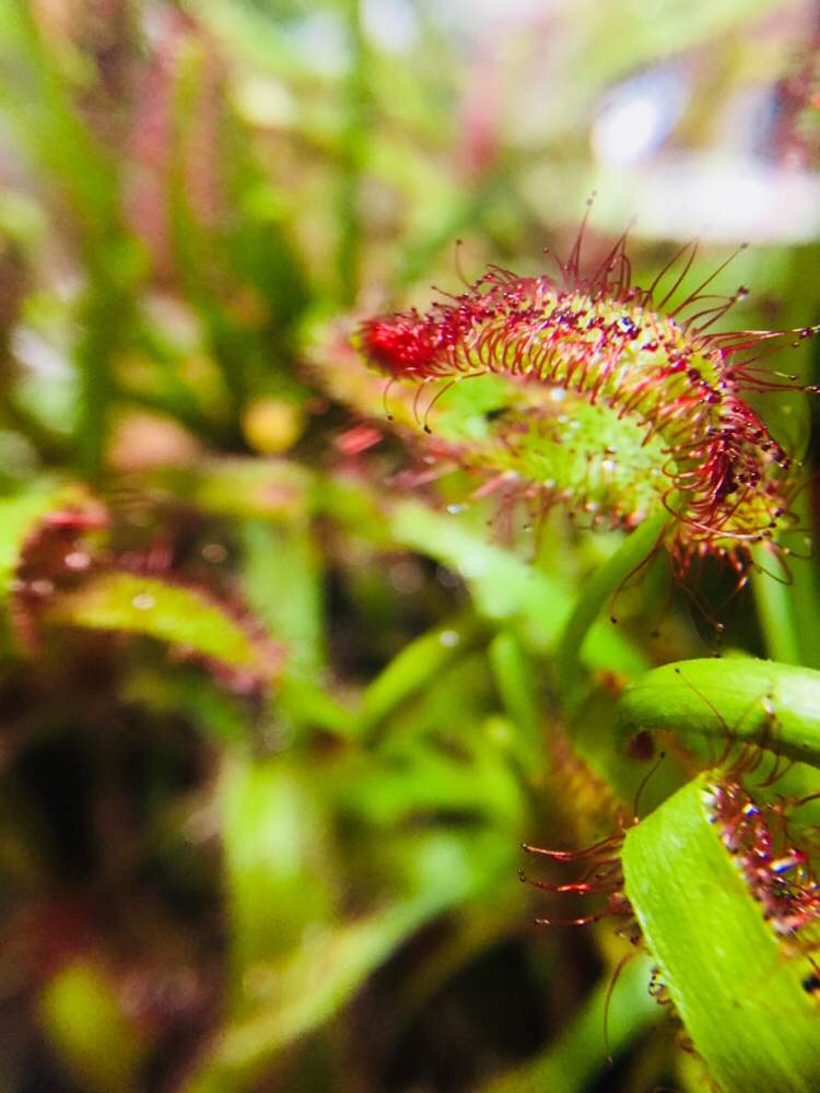 モウセンゴケ カペンシスの投稿画像 By にゃんたさん 食虫植物と働く植物 2020月2月21日 Greensnap グリーンスナップ