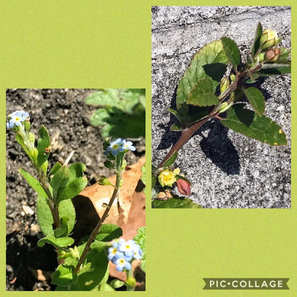 キャベツ畑の投稿画像 By アキラさん 道路脇と小さな花好きとキュウリグサ 胡瓜草 ムラサキ科 月2月21日 Greensnap グリーンスナップ