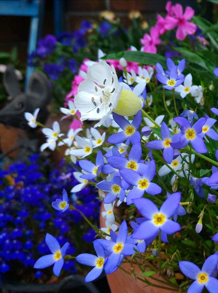 癒しの投稿画像 By Cannaさん 花のある暮らしと綺麗と頑張れ 自分とひなそう 月2月21日 Greensnap グリーンスナップ