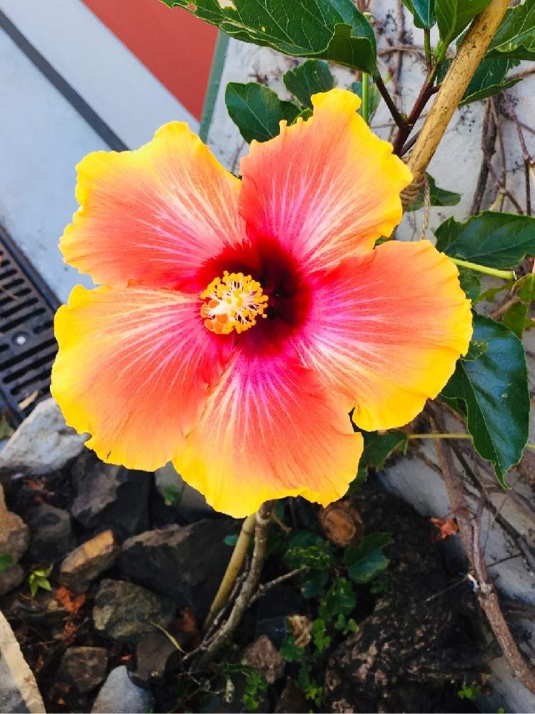 ハイビスカスの投稿画像 By Kychanさん カリフォルニアとサンフランシスコ 月2月21日 Greensnap グリーンスナップ