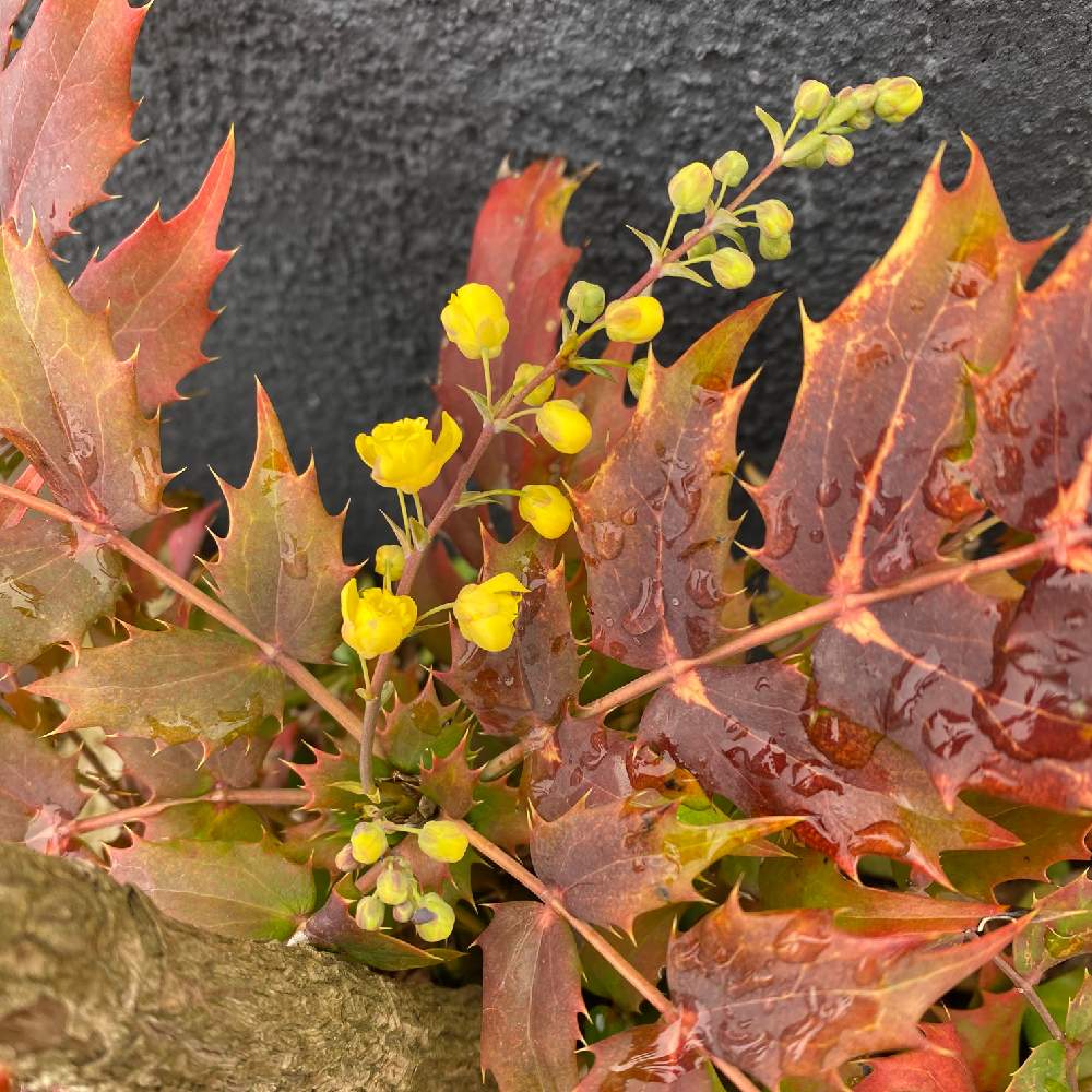 花のある暮らしの投稿画像 By あ恋もさん 柊 ひいらぎ 月2月21日 Greensnap グリーンスナップ