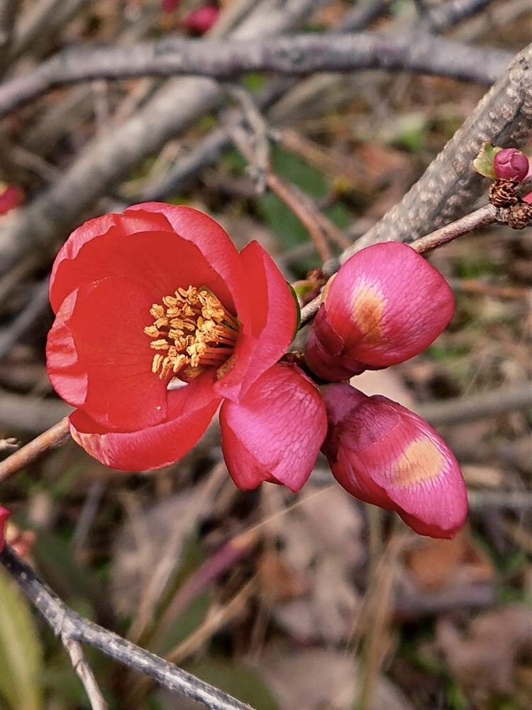 クサボケの投稿画像 By 醜男さん 草木瓜とスマホ撮影と野草と山野草と雑草と木の花 月2月21日 Greensnap グリーンスナップ