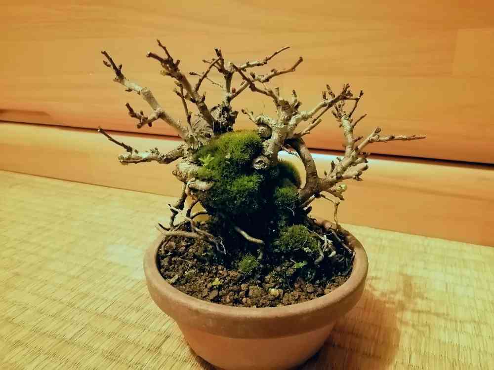 長寿梅(石付き?根洗い?)｜🍀GreenSnap（グリーンスナップ）