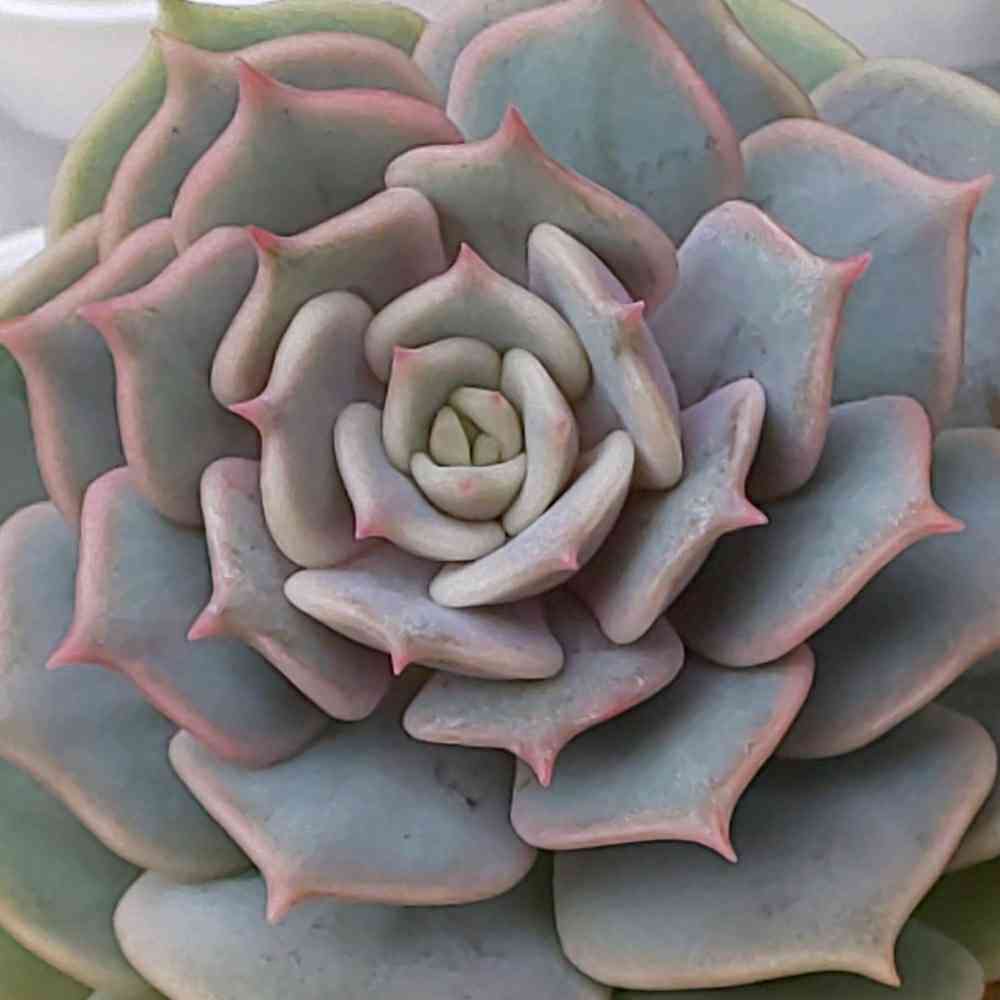 261 レッドこころの生長記録 2022.05.19更新｜🍀GreenSnap（グリーン