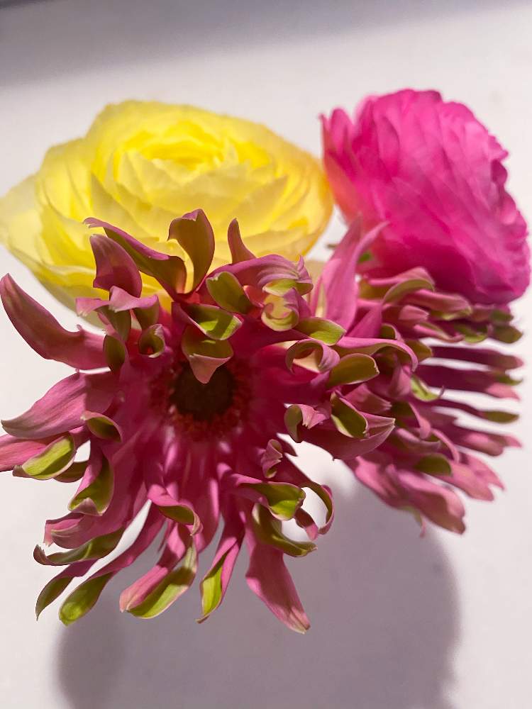 ラナンキュラスの投稿画像 By ｒｕｍさん ガーベラ パスタヴェネチアと花のある暮らし 月2月21日 Greensnap グリーンスナップ