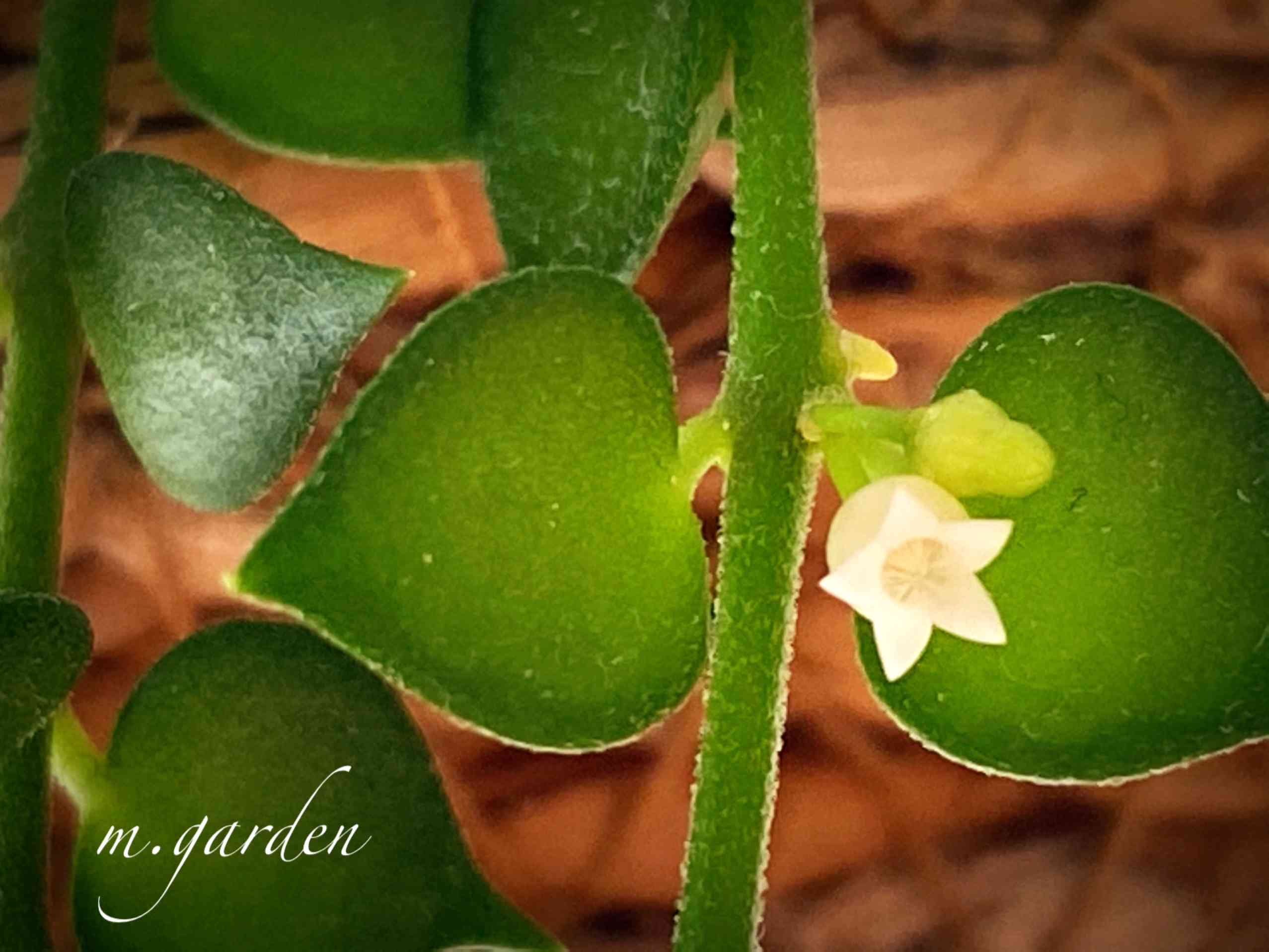 ミリオンハート　抜き苗　ディスキディア　多肉植物　花卉/園芸/山野草。。 観葉植物 ディスキディア・ミリオンハート 斑入り ツル性 室内