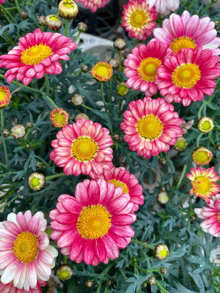 マーガレット クリームピンクの投稿画像 By さいたまさん マーガレットと一輪の魅力と赤の輝き と近所の園芸店とgsの皆様に心から感謝 とイキイキ と白い花の輝き と小さい花の癒し と素敵なピンクと花のある暮らしと花びらの魅力 と葉っぱの魅力