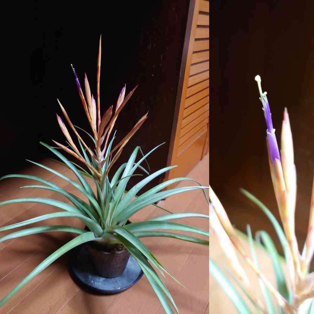 チランジア セントレア スカイリーフの一覧｜🍀GreenSnap