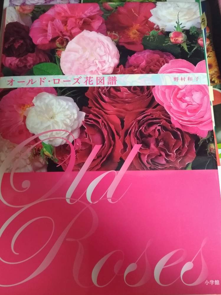 バラ図鑑の投稿画像 By Collonさん バラの本とガーデニングの本とバイブルと花のある暮らしとガーデニングブックとオールドローズ好き 月2月21日 Greensnap グリーンスナップ