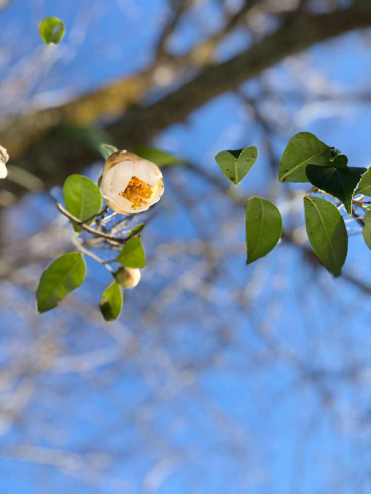 石川県 鶴来町樹木公園にて ツバキ咲いてる 二の巻 Greensnap グリーンスナップ