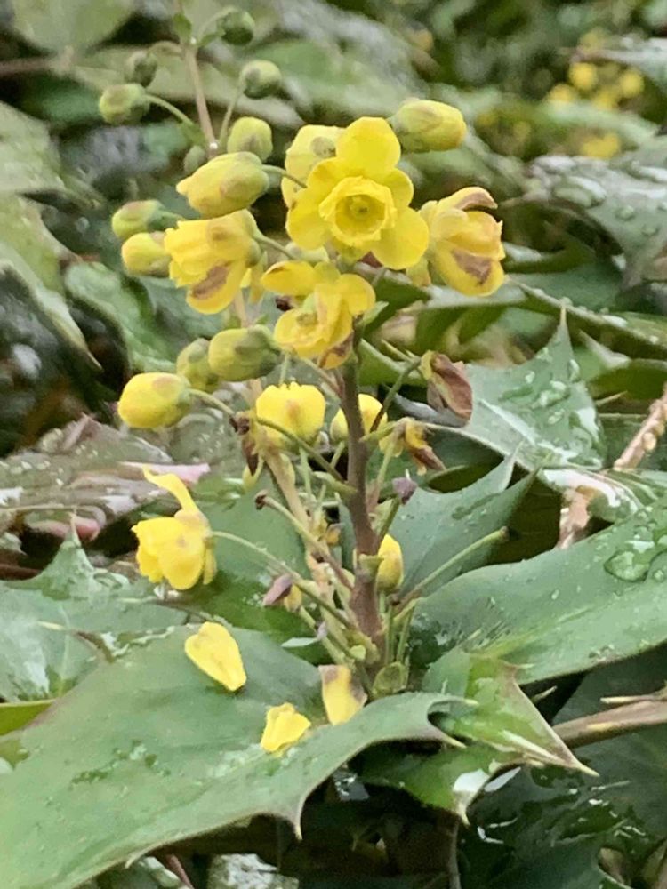 シゲルさんの山下公園への投稿