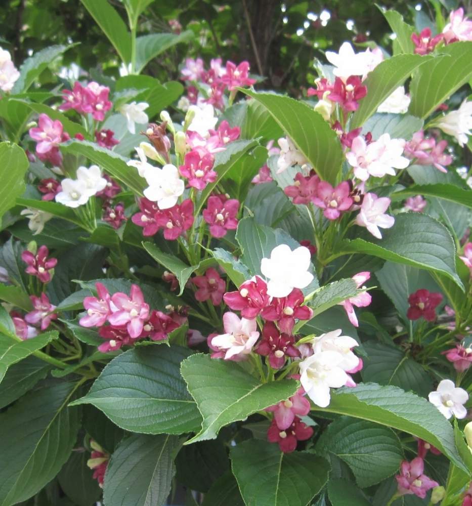 ウツギの投稿画像 By すみさん 箱根空木 ハコネウツギ とお出かけ先とお散歩中にてとデジカメ撮影とお散歩中にてとデジカメ撮影 月2月22日 Greensnap グリーンスナップ Greensnap グリーンスナップ