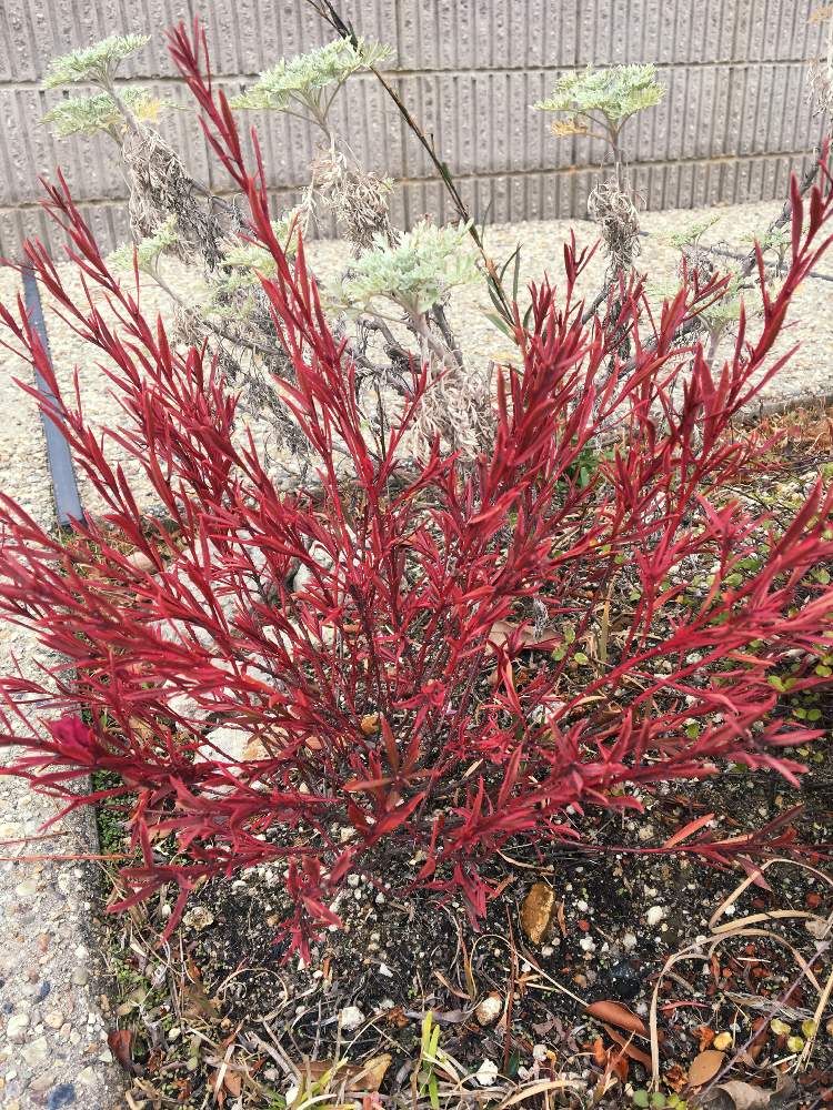 サザンクロスの投稿画像 By Riokaさん サザンクロス フイリーナクイーンとアルテミシア ボイスキャッスル 月2月22日 Greensnap グリーンスナップ