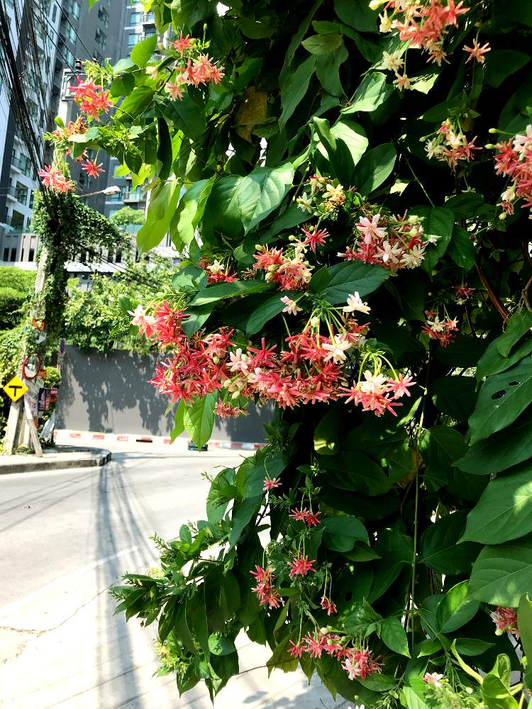 シクンシの投稿画像 By Taepeloさん 南国と花のある暮らしと相談とタイの植物 月2月22日 Greensnap グリーンスナップ