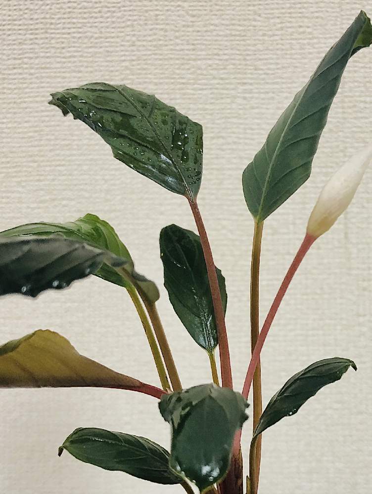 ブセファランドラ キシイの投稿画像 By たこっぺさん 花のある暮らし 月2月22日 Greensnap グリーンスナップ