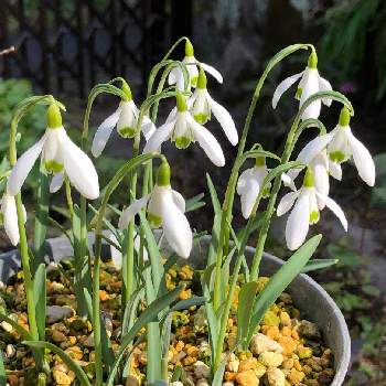 スノードロップ ガランサス 二ヴァリスの投稿画像一覧 Greensnap グリーンスナップ