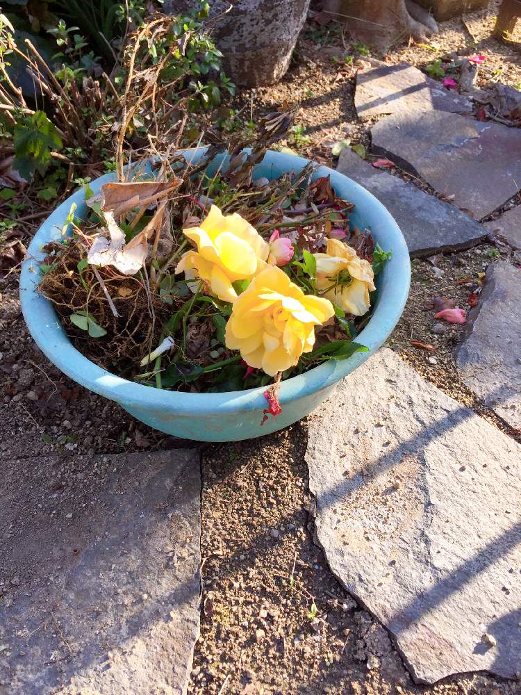 汚庭の投稿画像 By まっきんさん 植欲が止まらないと毎年花が増えると深呼吸と癒されるとガーデニングと花のある暮らしとお庭とごきげんにねと相変わらずの社畜と作業風景 月2月22日 Greensnap グリーンスナップ 汚庭の投稿画像 By まっきんさん 植欲が止まらないと毎年花が増えると深呼吸と癒されるとガーデニングと花のある暮らしとお庭とごきげんにねと相変わらずの社畜と作業風景 月2月22日 Greensnap グリーンスナップ