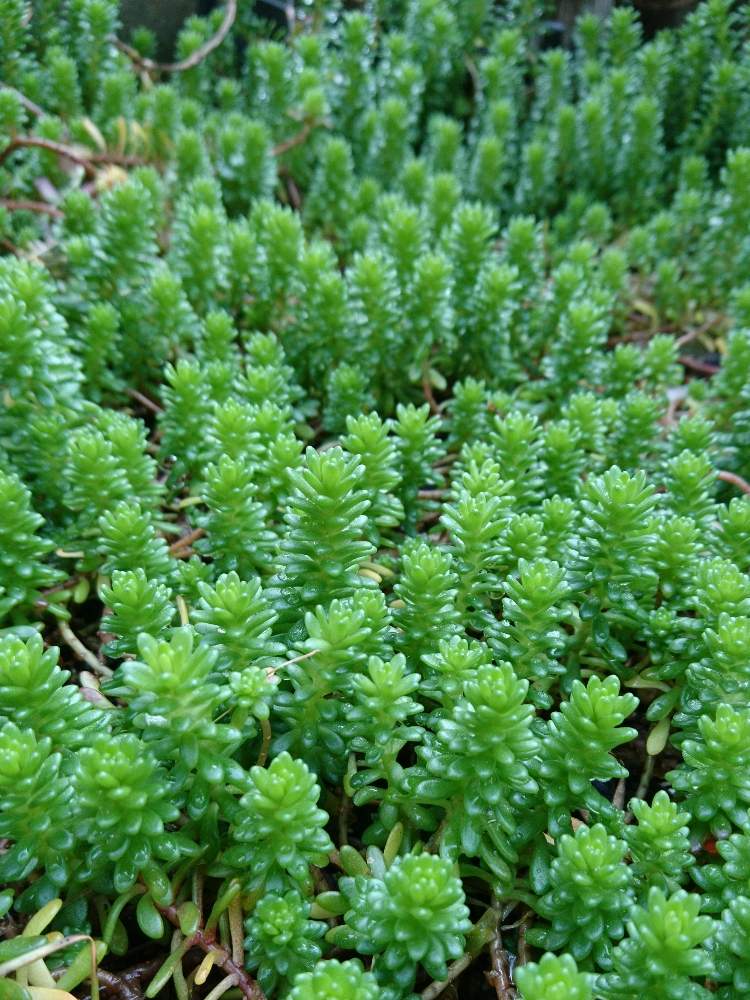 森村万年草の投稿画像 By きい さん 多肉植物とセダム属と多肉地植えと多肉女子 月2月22日 Greensnap グリーンスナップ