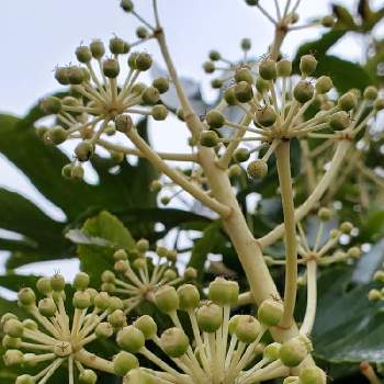 ヤツデの花芽の投稿画像一覧 Greensnap グリーンスナップ