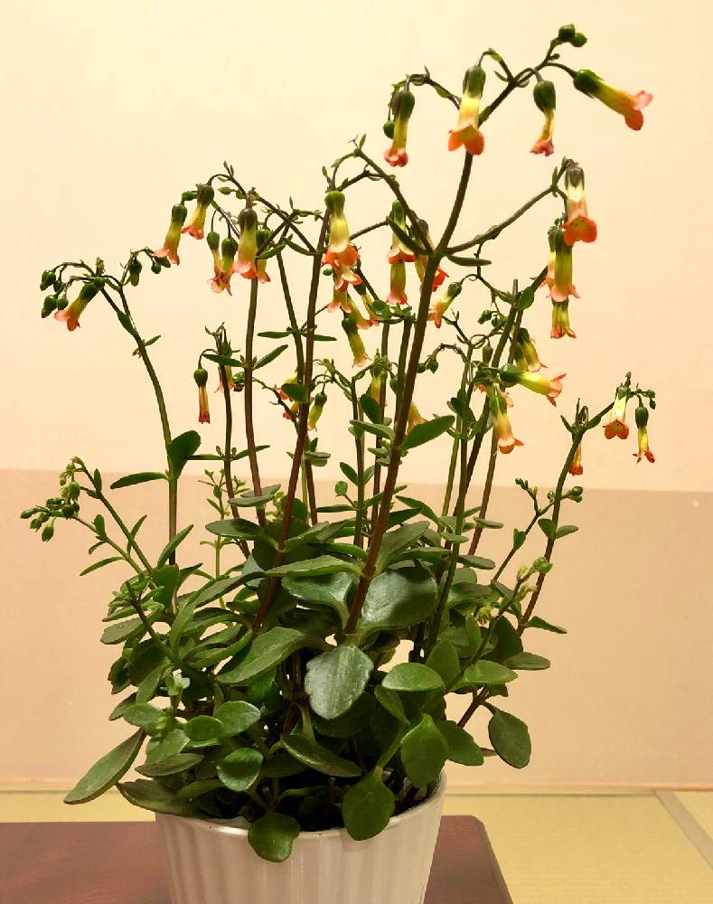カランコエ ミラベラの投稿画像 By Rosa Sさん 室内越冬とオレンジの花と鉢植えと花のある暮らしと北海道と多肉初心者 月2月22日 Greensnap グリーンスナップ