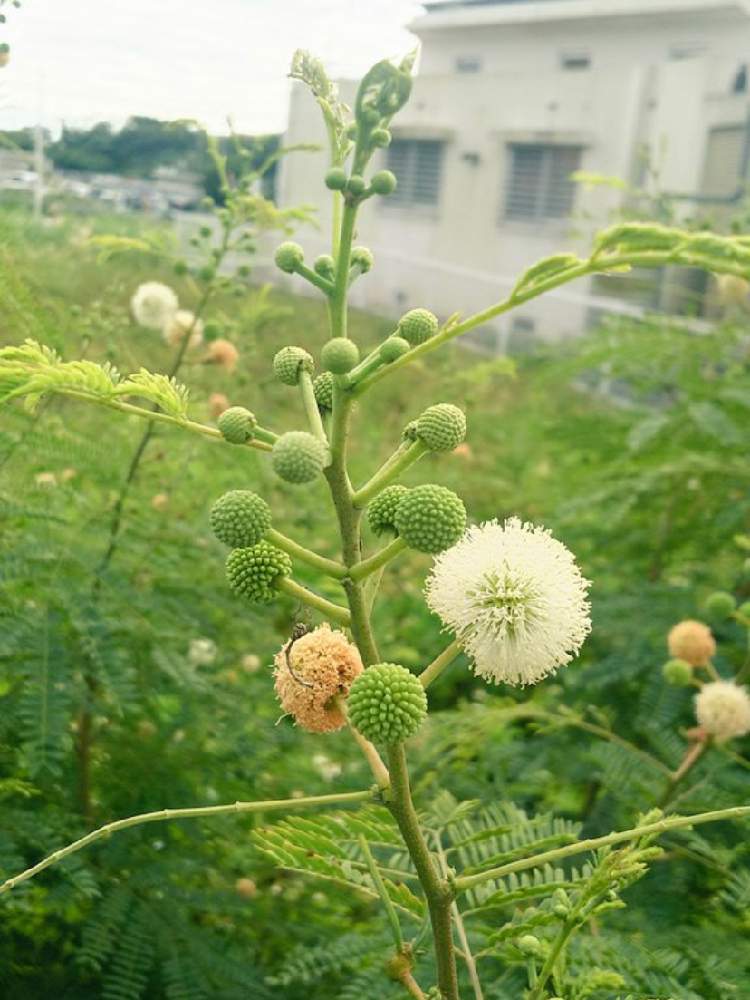 ギンネムの投稿画像 By 泉さん 山野草と野草と沖縄 月2月22日 Greensnap グリーンスナップ