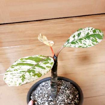 挿し木のプルメリアの投稿画像一覧 Greensnap グリーンスナップ