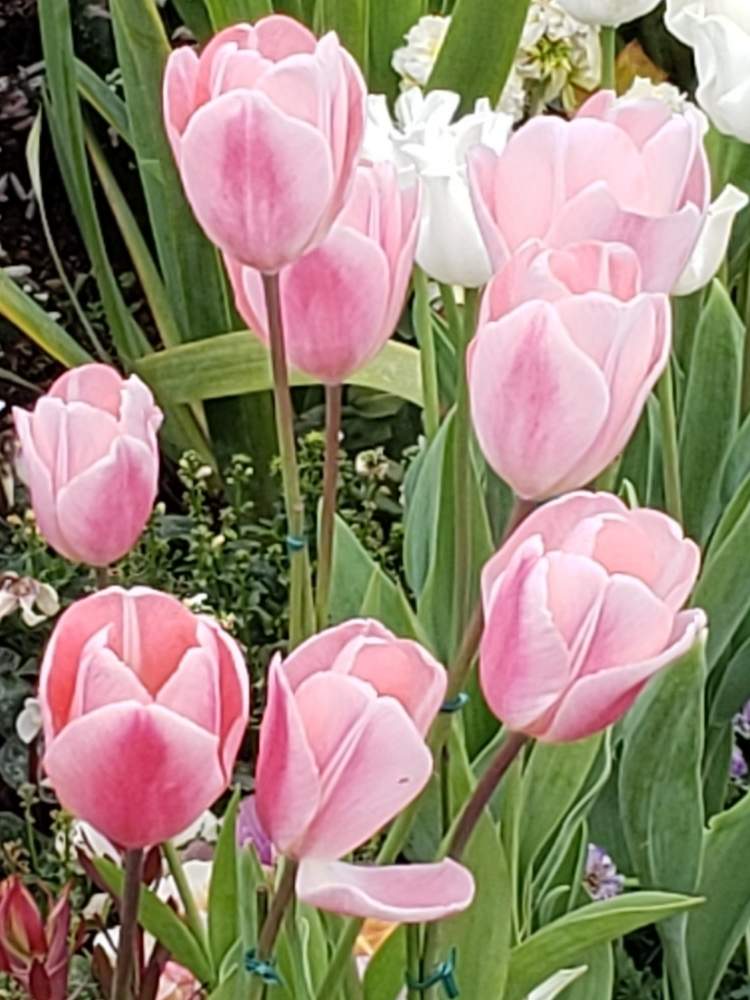 チューリップの投稿画像 By Seikaさん かわいいな と花のある暮らしと西武池袋の空中庭園 月2月22日 Greensnap グリーンスナップ
