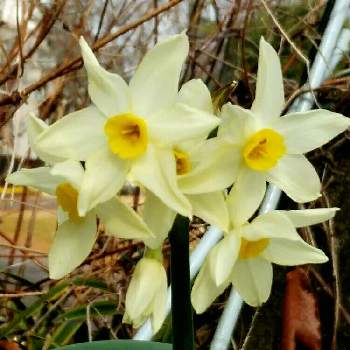 フサザキスイセン 房咲き水仙 の投稿画像一覧 Greensnap グリーンスナップ フサザキスイセン 房咲き水仙 の投稿画像一覧 Greensnap グリーンスナップ