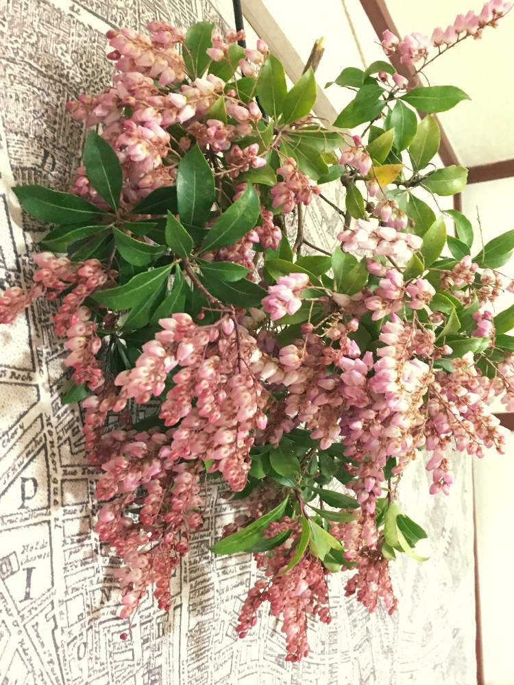 馬酔木 アセビ の投稿画像 By Herbさん 花のある暮らしと花を飾ろう と暮らしに花をと お部屋を彩る 春の花 フォトコンとアセビ馬酔木 月2月22日 Greensnap グリーンスナップ